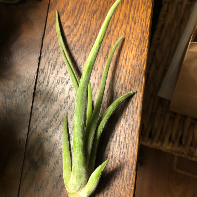Medusa Head Air Plant on a wooden surface, appearing healthy.
