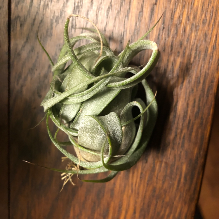 Photo of the plant species Shirley Temple Air Plant by @thtMadiHatter named Jinora on Greg, the plant care app