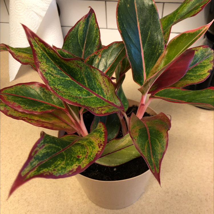 Red Siam Aurora Aglaonema plant with vibrant green and red-edged leaves in a pot.