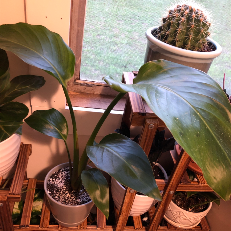 Healthy White Bird of Paradise plants in pots on a shelf in front of a window, with glossy green leaves and no visible issues.