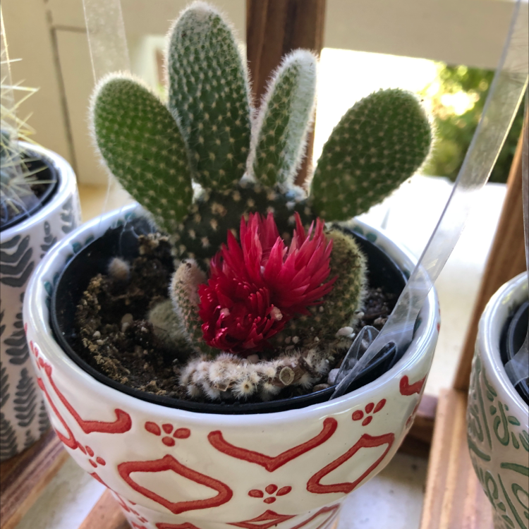 Bunny Ears Cactus (Opuntia microdasys) in a decorative pot with red flowers.