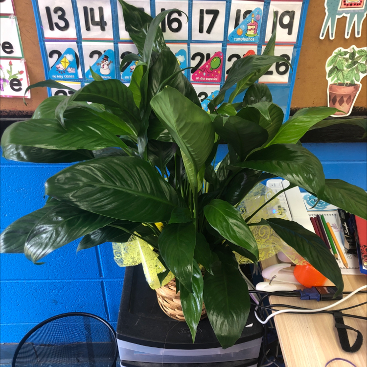 Healthy peace lily plant with dark green leaves in a classroom setting on a table with school supplies visible