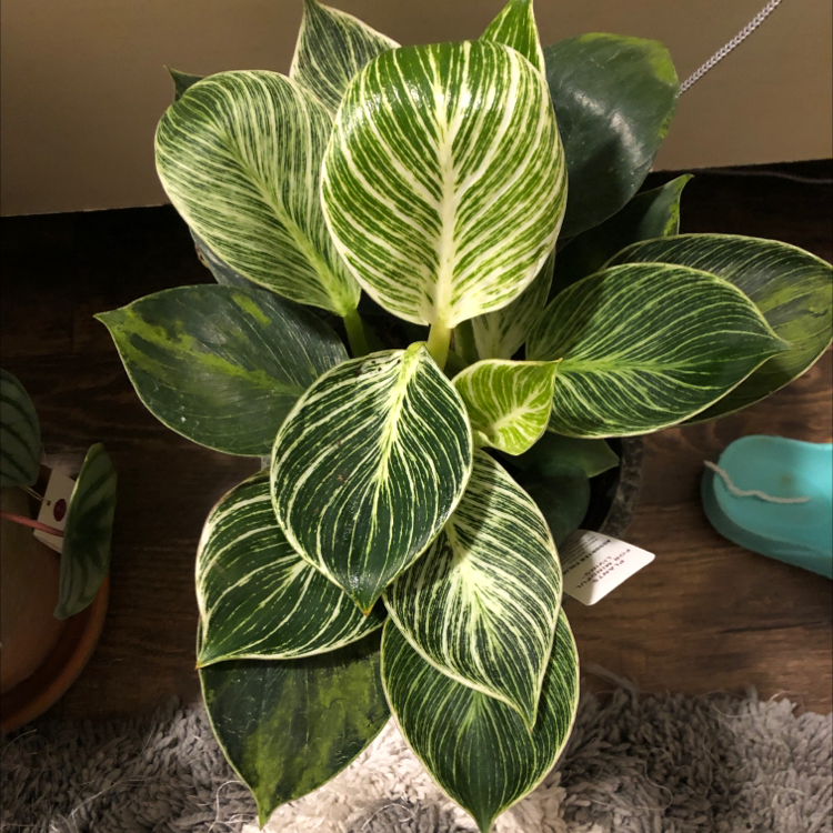 Philodendron Birkin plant with variegated white and green leaves, appearing healthy.