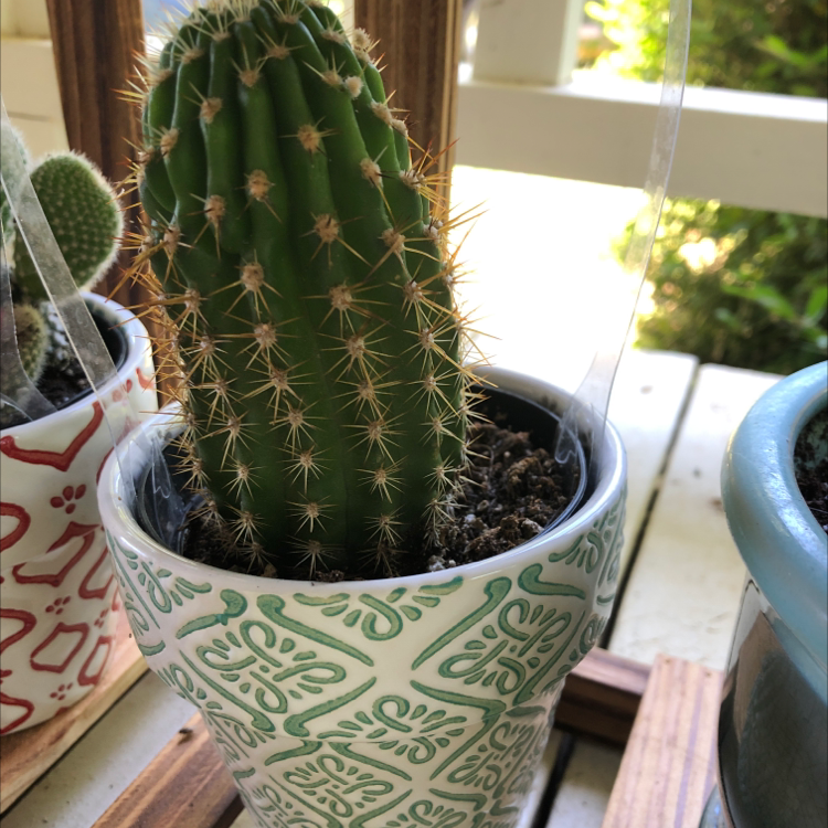 Potted Scarlet Hedgehog Cactus with green body and prominent spines.