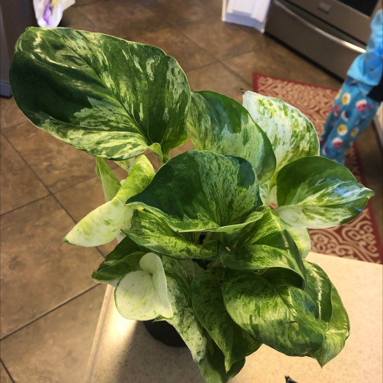 Manjula Pothos plant with variegated green and white leaves, appears healthy.