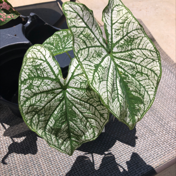 Close-up of a healthy Caladium 'Heart of Jesus' plant with large, heart-shaped leaves featuring stunning white and green variegation patterns.
