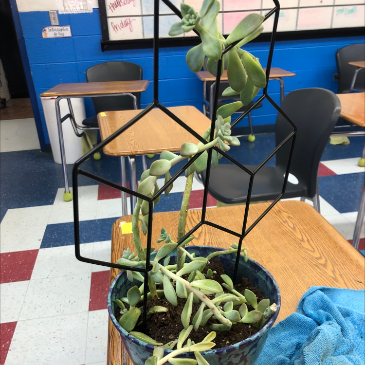 Potted Ghost Plant (Graptopetalum paraguayense) supported by a geometric trellis in a classroom.
