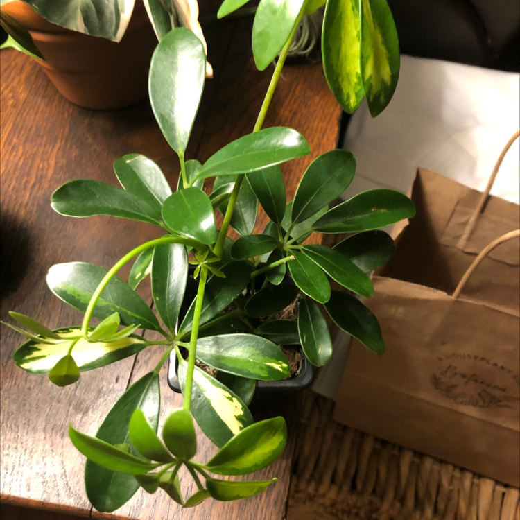 Healthy Dwarf Umbrella Tree plant with lush green foliage sitting on a wooden surface.