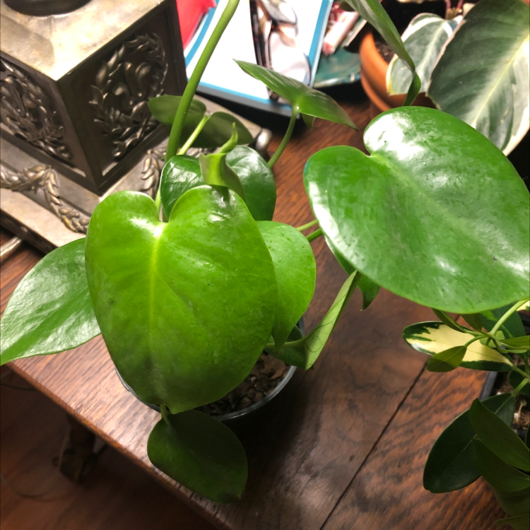 Monstera plant photo by @thtMadiHatter named Morgana on Greg, the plant care app.