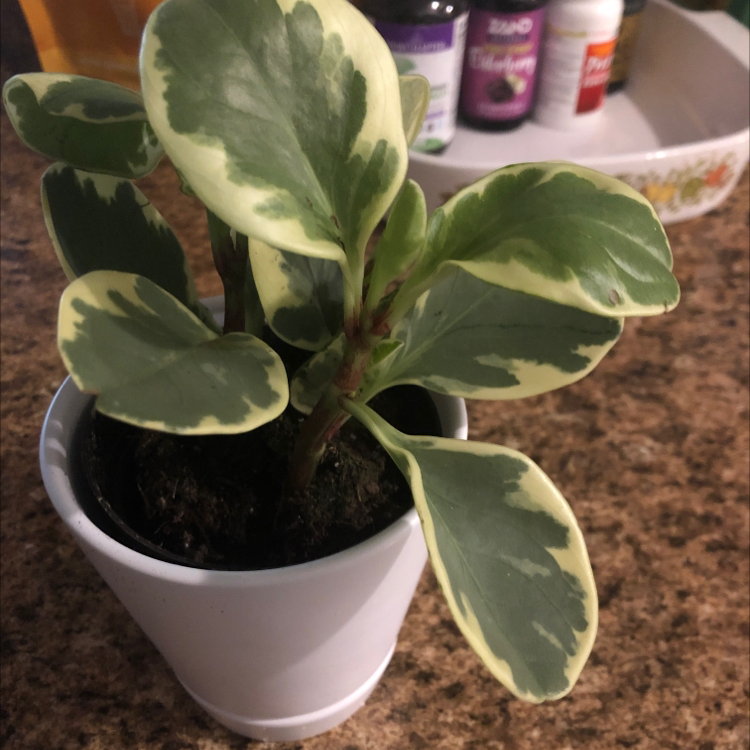 Photo of the plant species Variegated Baby Rubber Plant by @thtMadiHatter named Pepper Ann on Greg, the plant care app