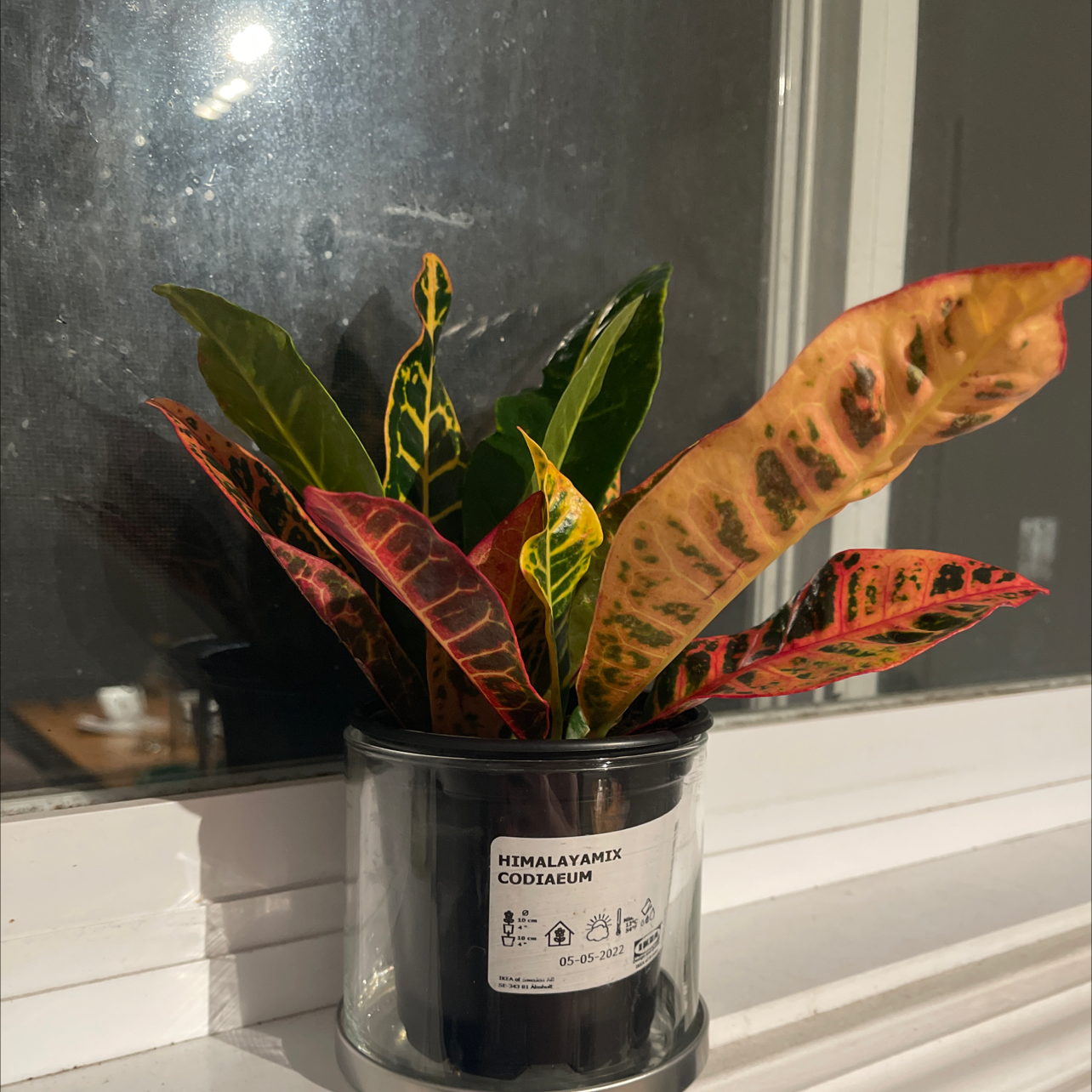 Photo of the plant species Croton Captain Kidd by Haris named Spike Leaves on Greg, the plant care app