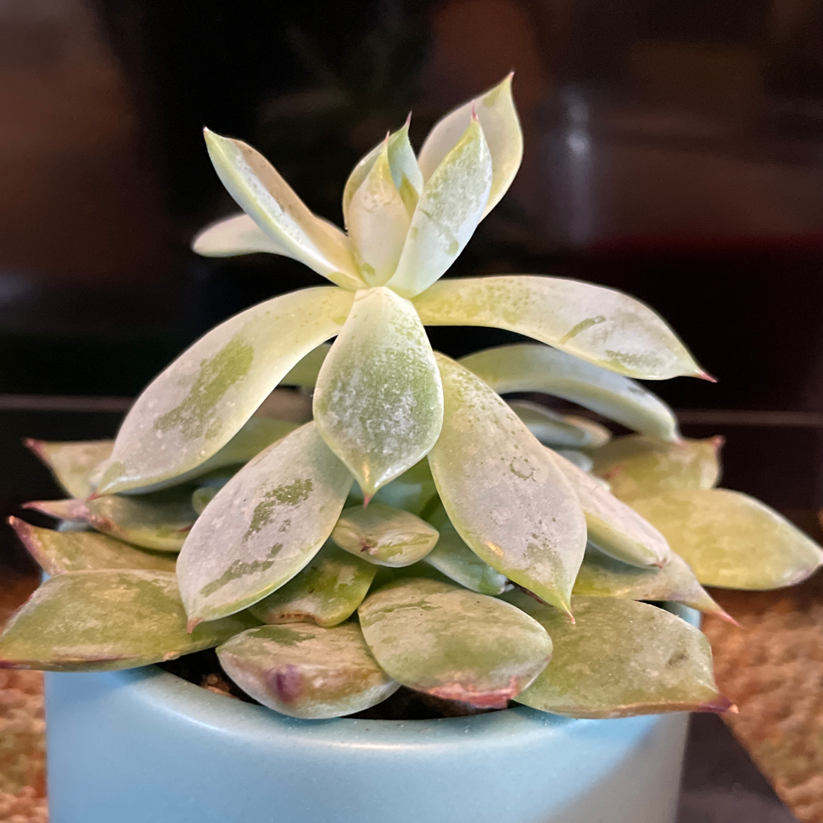 Image of a Mexican Hens succulent plant in a small pot with some leaf tips showing slight browning.