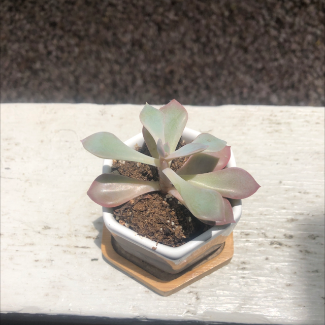 Graptoveria 'Opalina' plant photo by @egoodacre named Mauve ￼ on Greg, the plant care app.