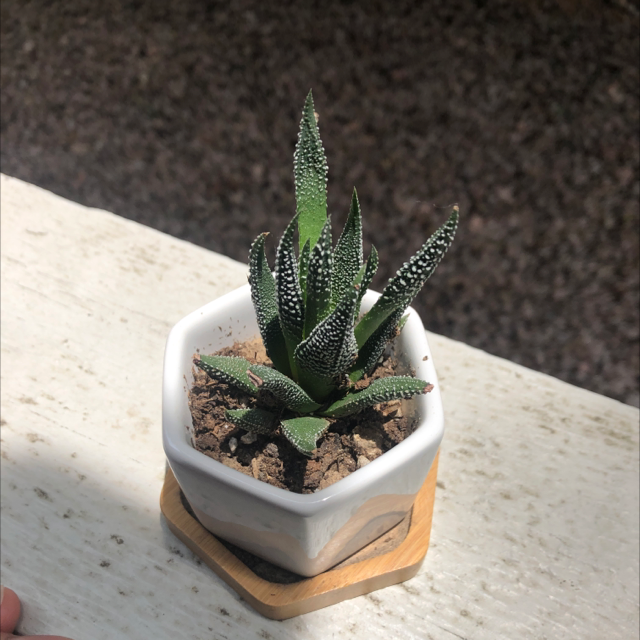 Zebra Plant plant photo by @egoodacre named Spike on Greg, the plant care app.