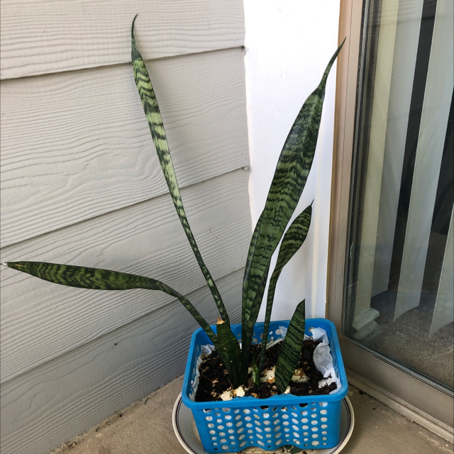 Snake Plant plant photo by @egoodacre named Medusa on Greg, the plant care app.