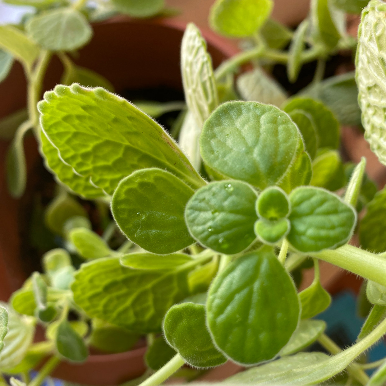 Oregano Is Toxic To Dogs 🐶