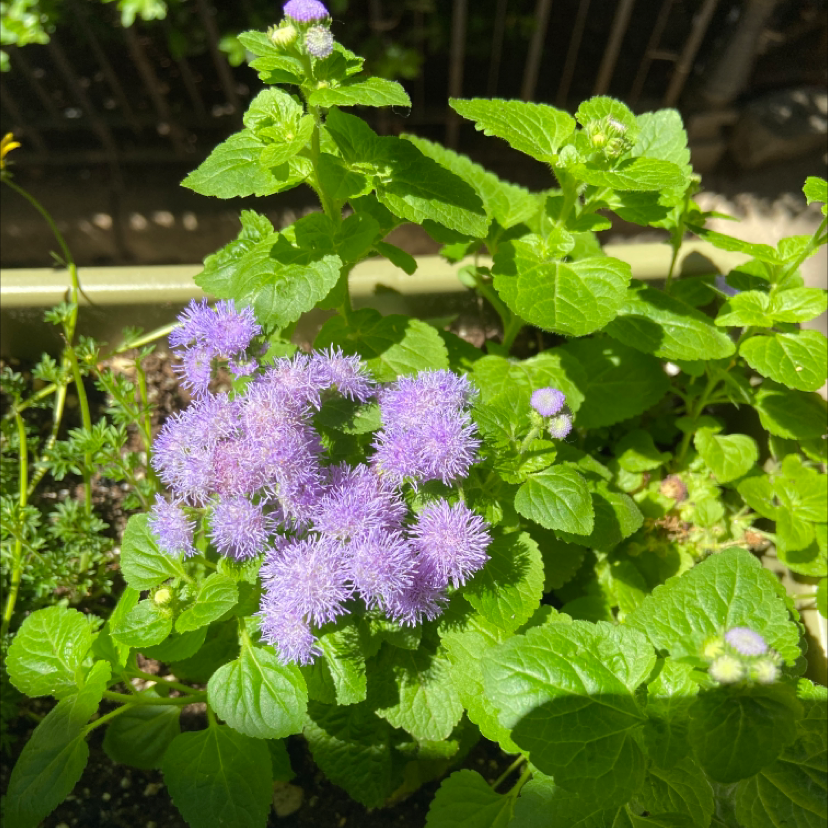 Healthy Blue Billygoat Weed plant with vibrant green leaves and purple flowers.