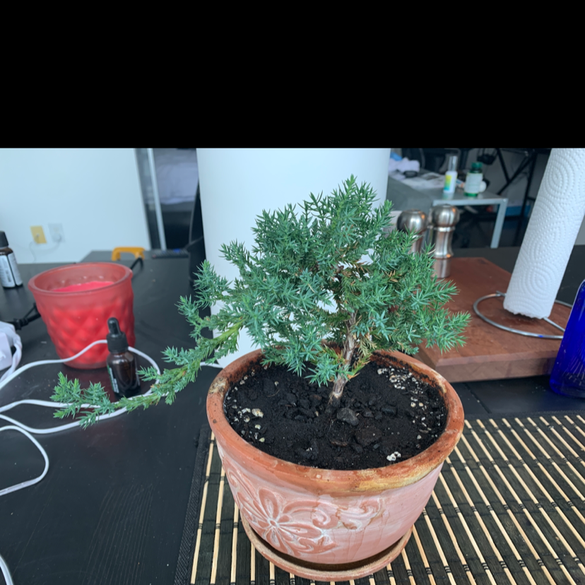 Potted American Juniper plant with healthy green foliage and visible soil.