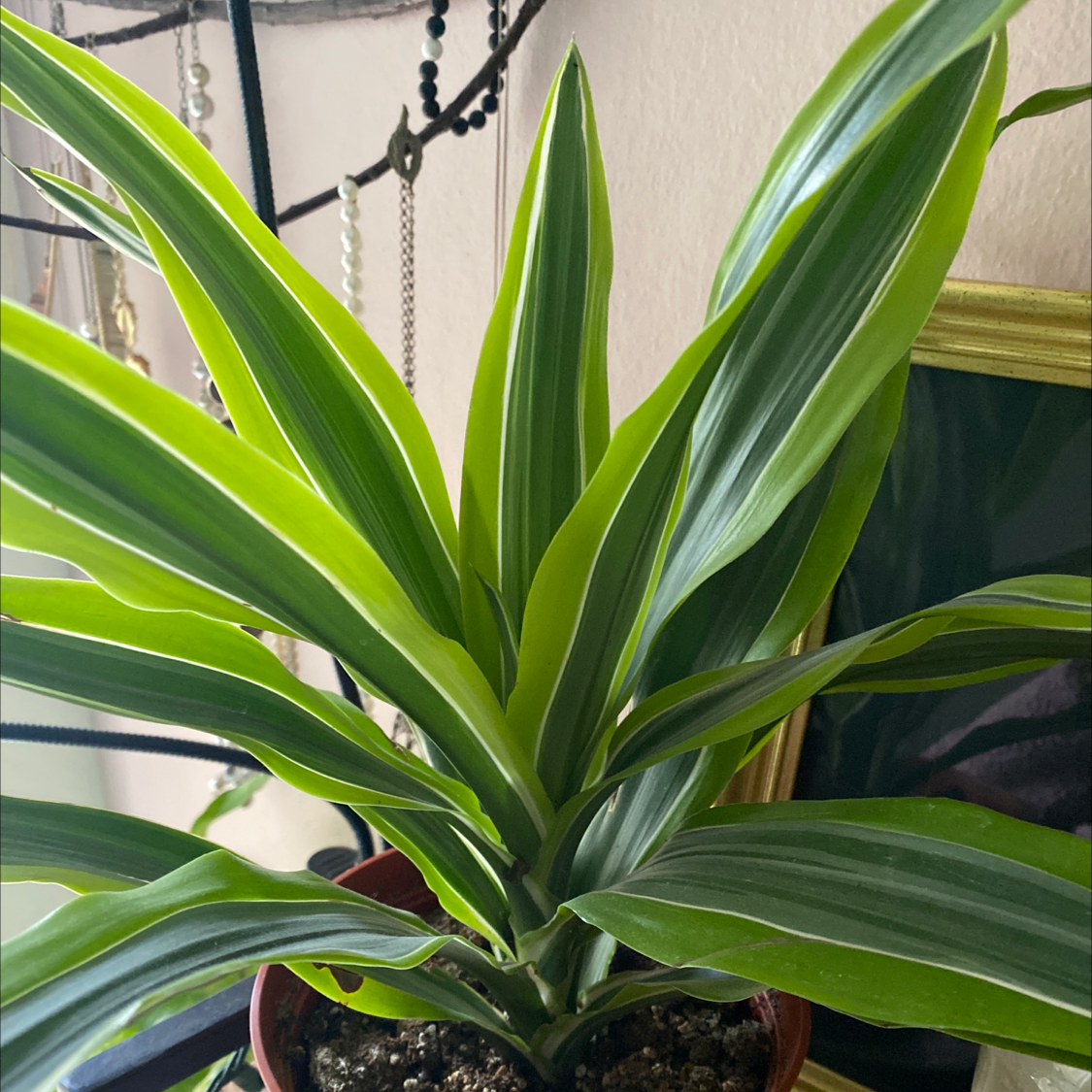 Close-up of a healthy Song of India plant with vibrant green and white striped leaves radiating from the center.