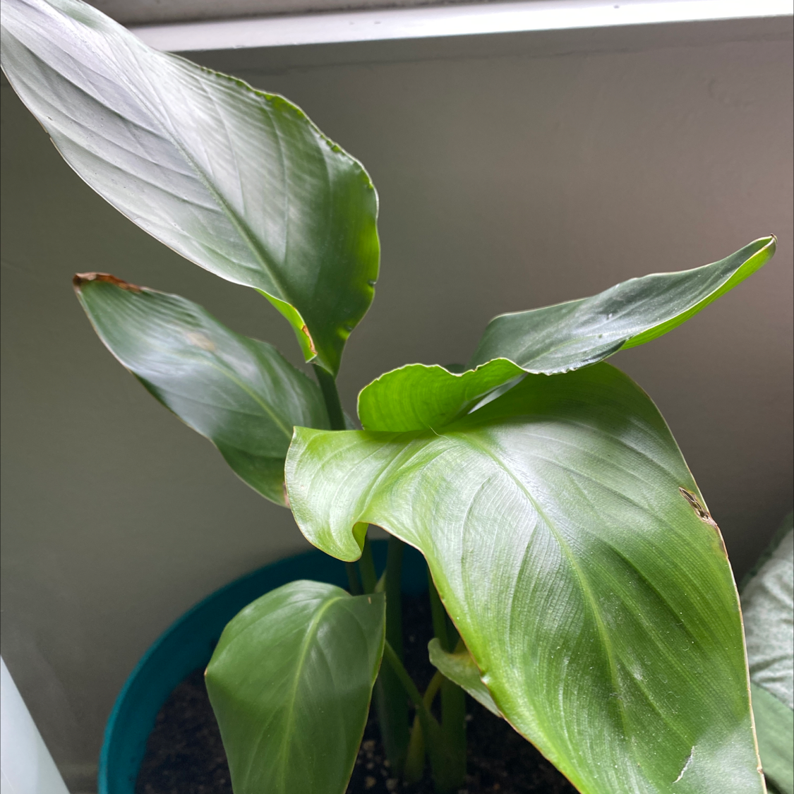 Best Potting Soil Mix For Bird Of Paradise