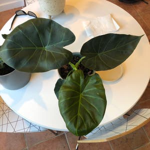 Alocasia 'Regal Shields' plant photo by @Js.Cabral27 named Eva on Greg, the plant care app.