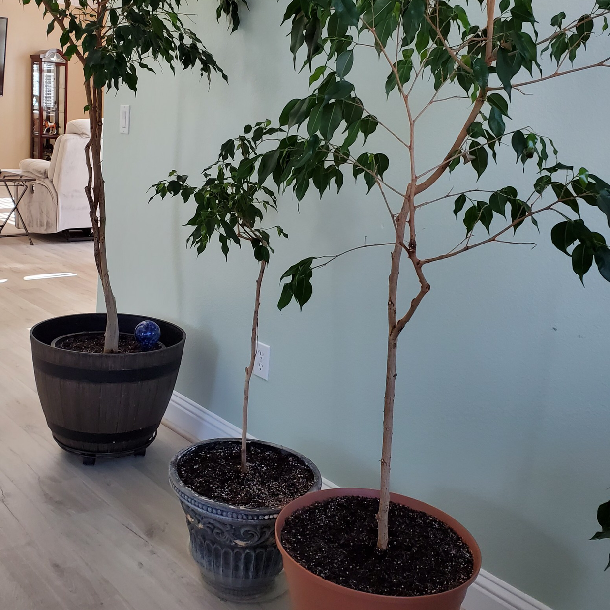 Weeping Fig plant photo by @Js.Cabral27 named Scarlet on Greg, the plant care app.