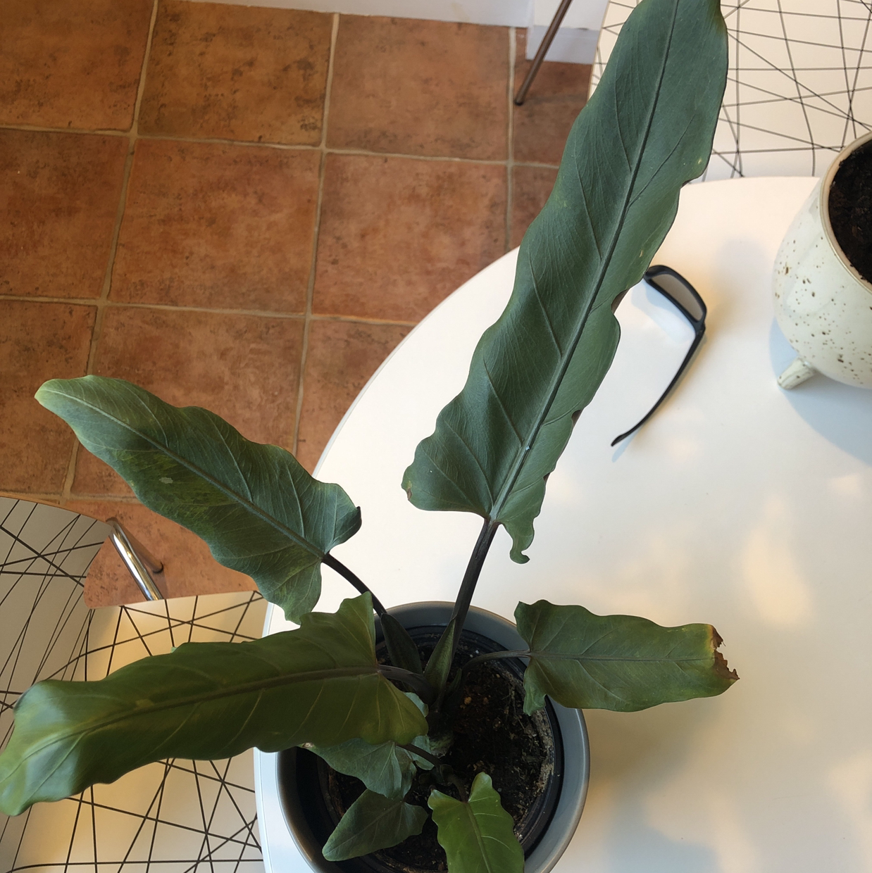 Purple Sword plant photo by @Js.Cabral27 named Osmo on Greg, the plant care app.