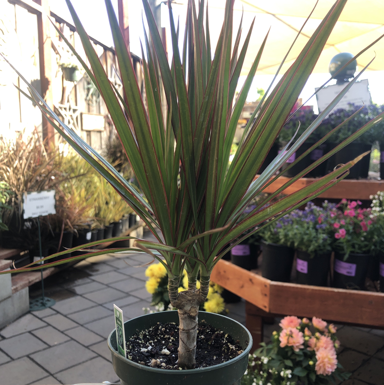 Dragon Tree plant photo by @Js.Cabral27 named Bruce Lee on Greg, the plant care app.