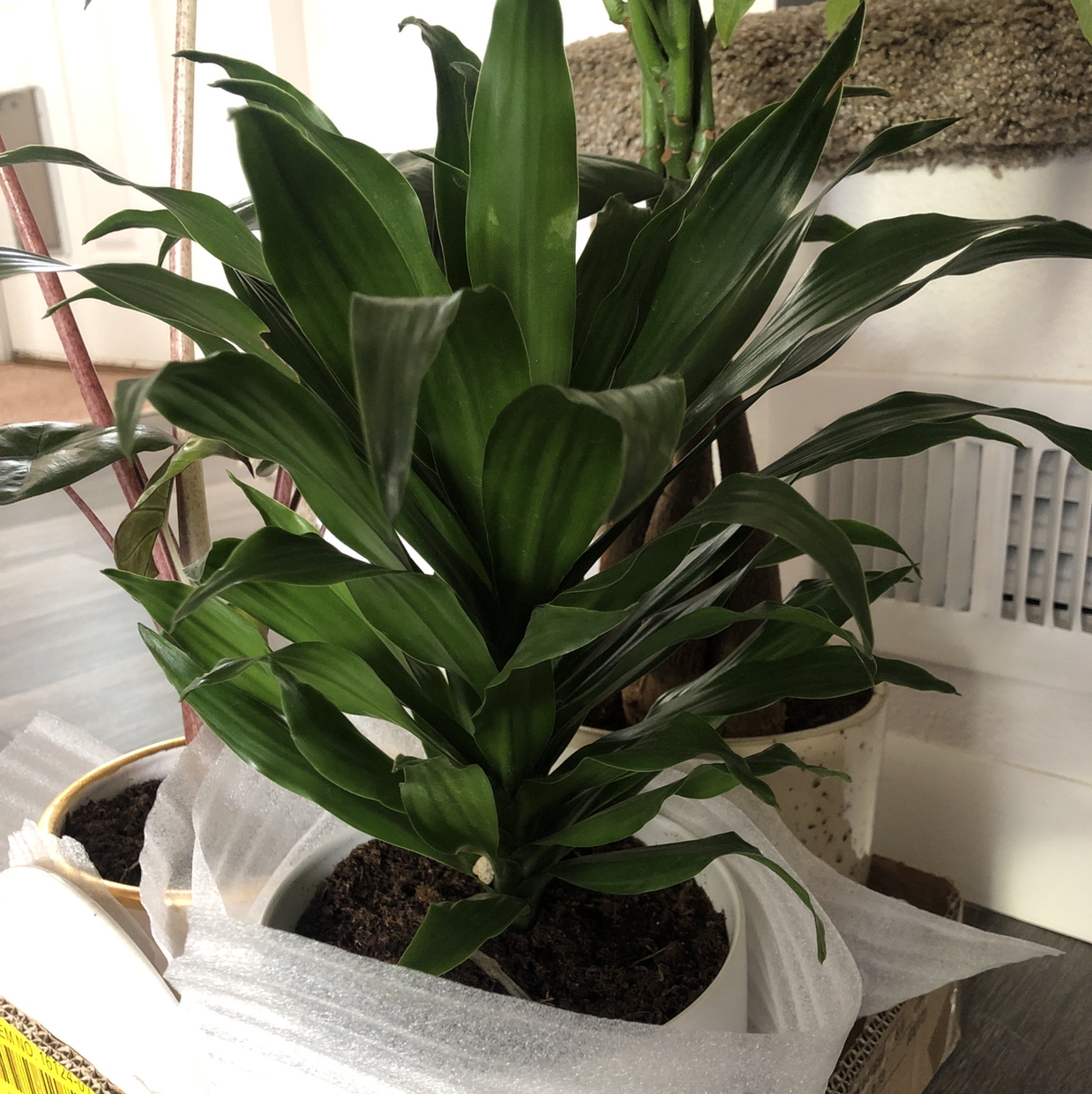 Cornstalk Dracaena plant photo by @Js.Cabral27 named Growgu on Greg, the plant care app.