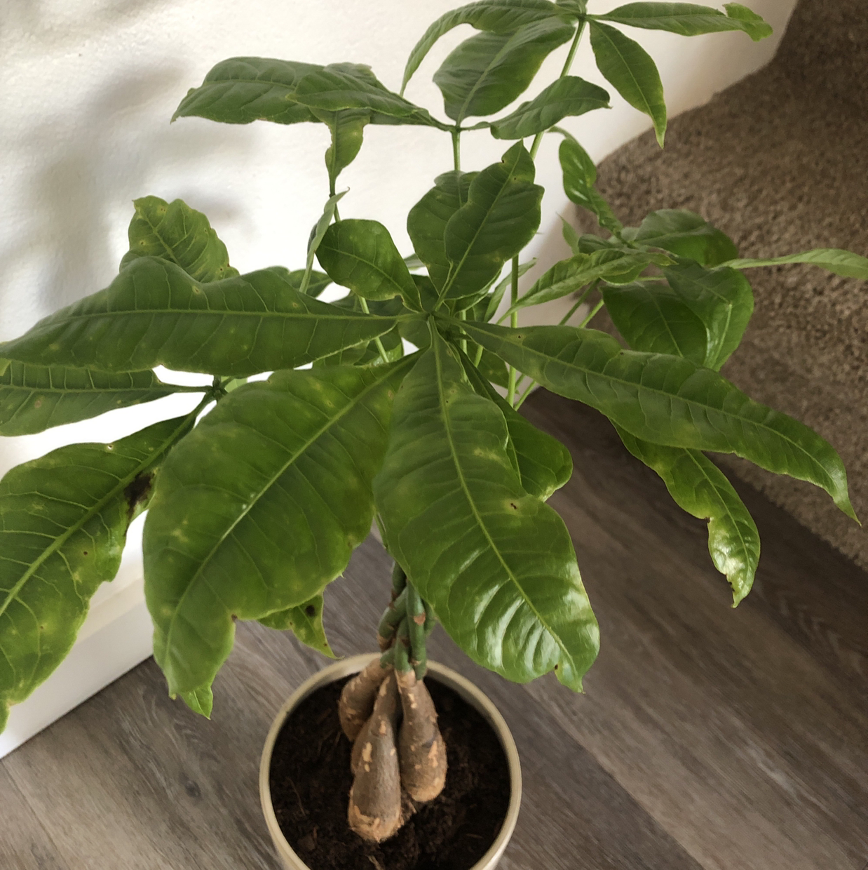 Money Tree plant photo by @Js.Cabral27 named Marley on Greg, the plant care app.