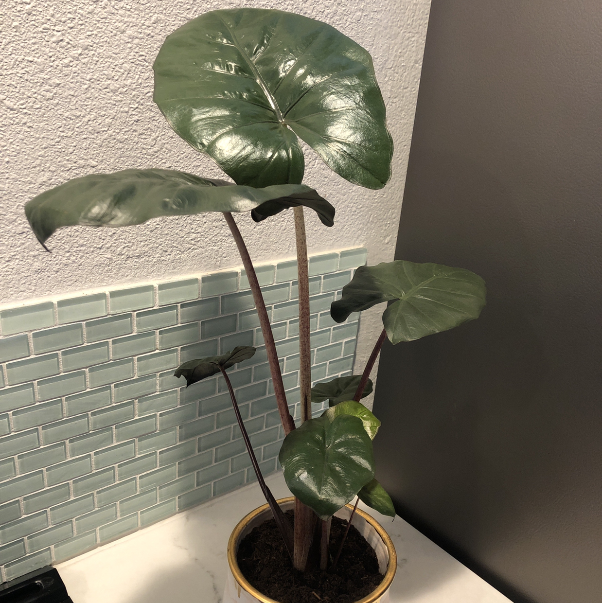 Photo of the plant species Yucatan Princess by @Js.Cabral27 named Zion on Greg, the plant care app