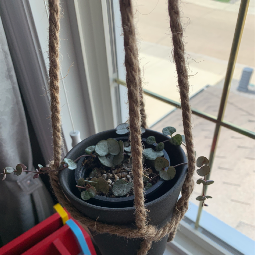 String of Hearts 'Silver Glory' plant photo by @Plantmama99 named Bae on Greg, the plant care app.