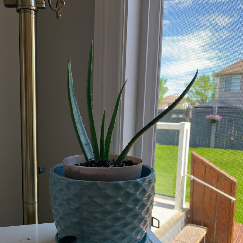 Aloe vera plant photo by @Plantmama99 named Lola on Greg, the plant care app.