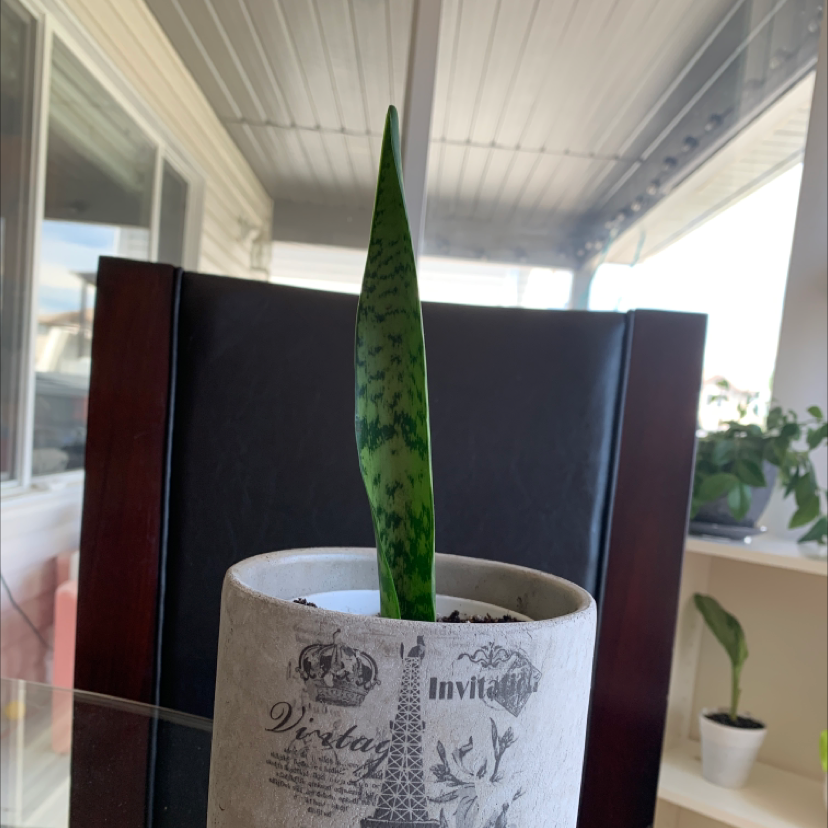 Snake Plant plant photo by @Plantmama99 named Drake on Greg, the plant care app.