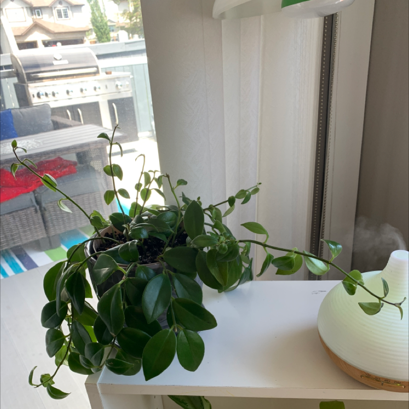 Lipstick Vine plant photo by @Plantmama99 named Lou on Greg, the plant care app.