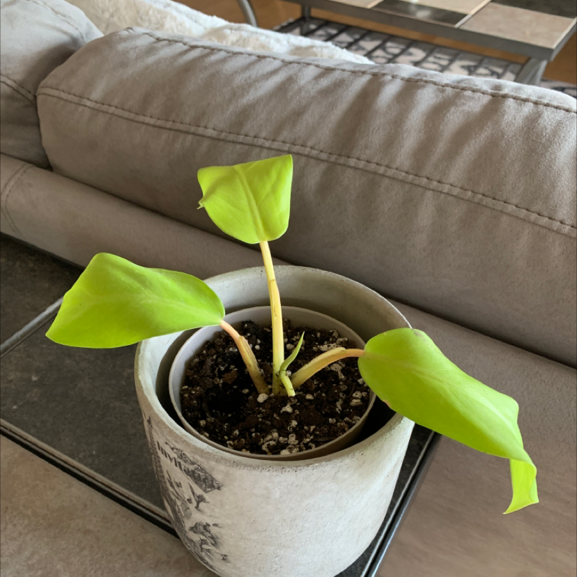 Philodendron 'Moonlight' plant photo by @Plantmama99 named Floppy Fuck on Greg, the plant care app.