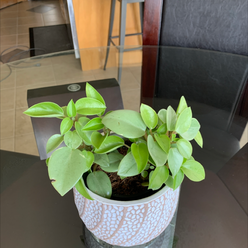 Teardrop Peperomia plant photo by @Plantmama99 named Penelope on Greg, the plant care app.