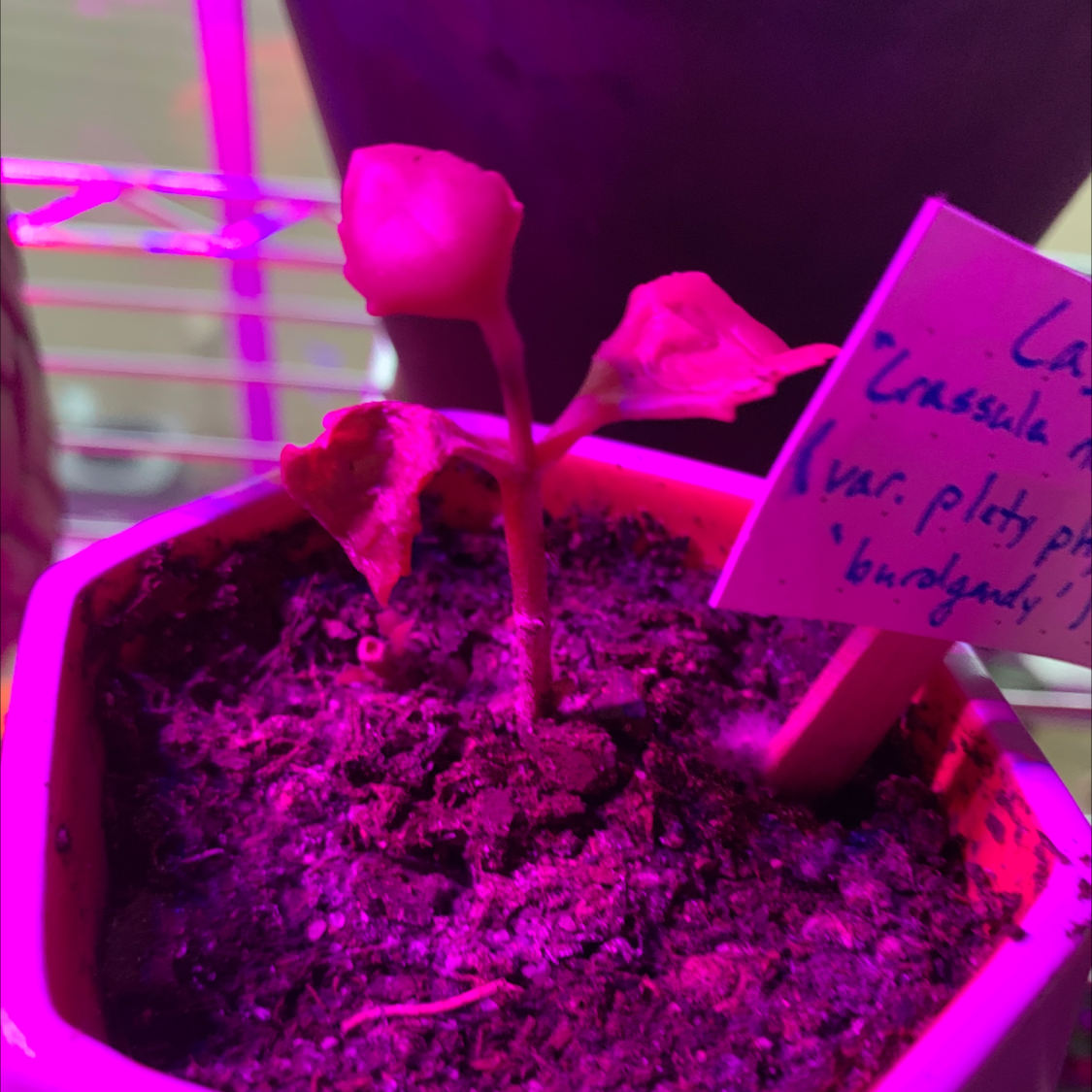 Red Pagoda plant in a pot under purple grow lights with some discolored leaves and visible soil.