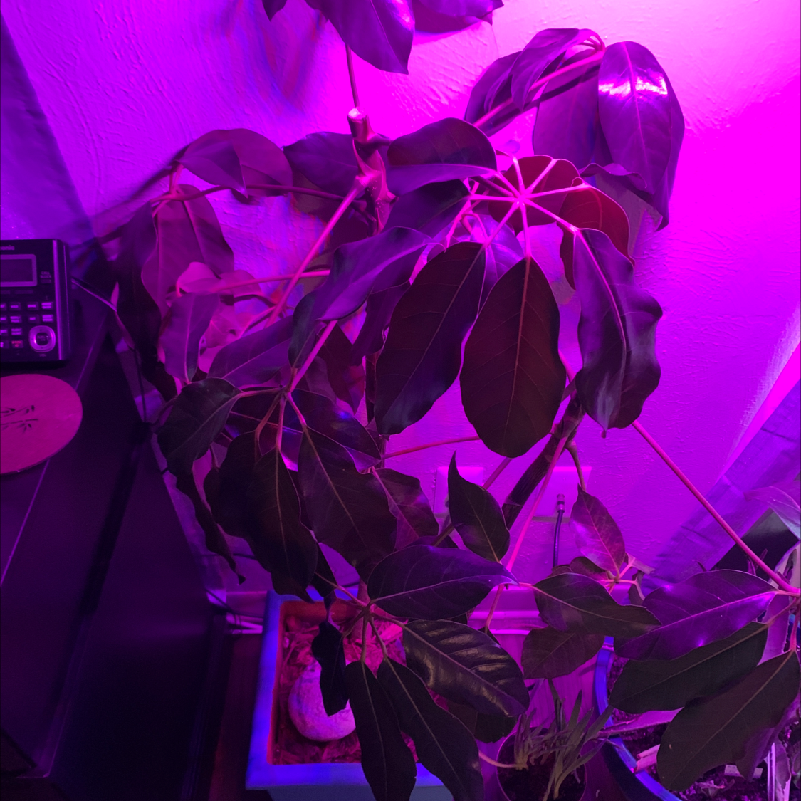 common-umbrella-tree-problems