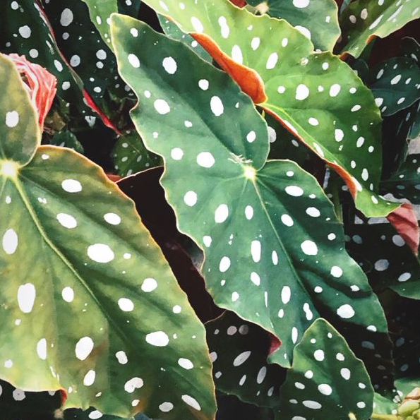 Polka Dot Begonia plant photo by Alleina named Darla on Greg, the plant care app.