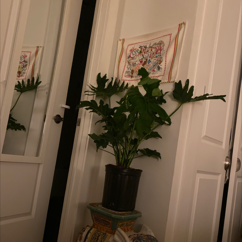 Philodendron 'Hope Selloum' plant indoors, healthy with no visible leaf issues.