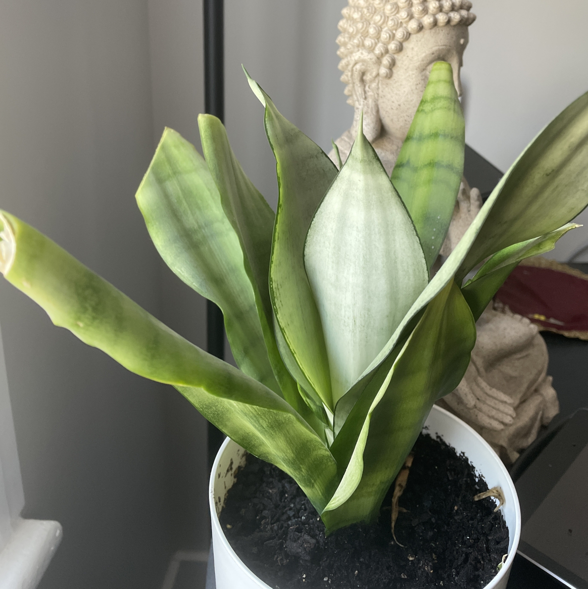 Zeylanica Snake Plant in a white pot with some yellowing and browning leaves.