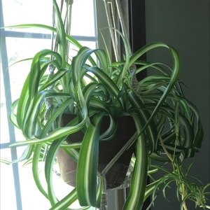Curly Spider Plant plant photo by @a.u.t.u.m.n_noel named Spooder on Greg, the plant care app.