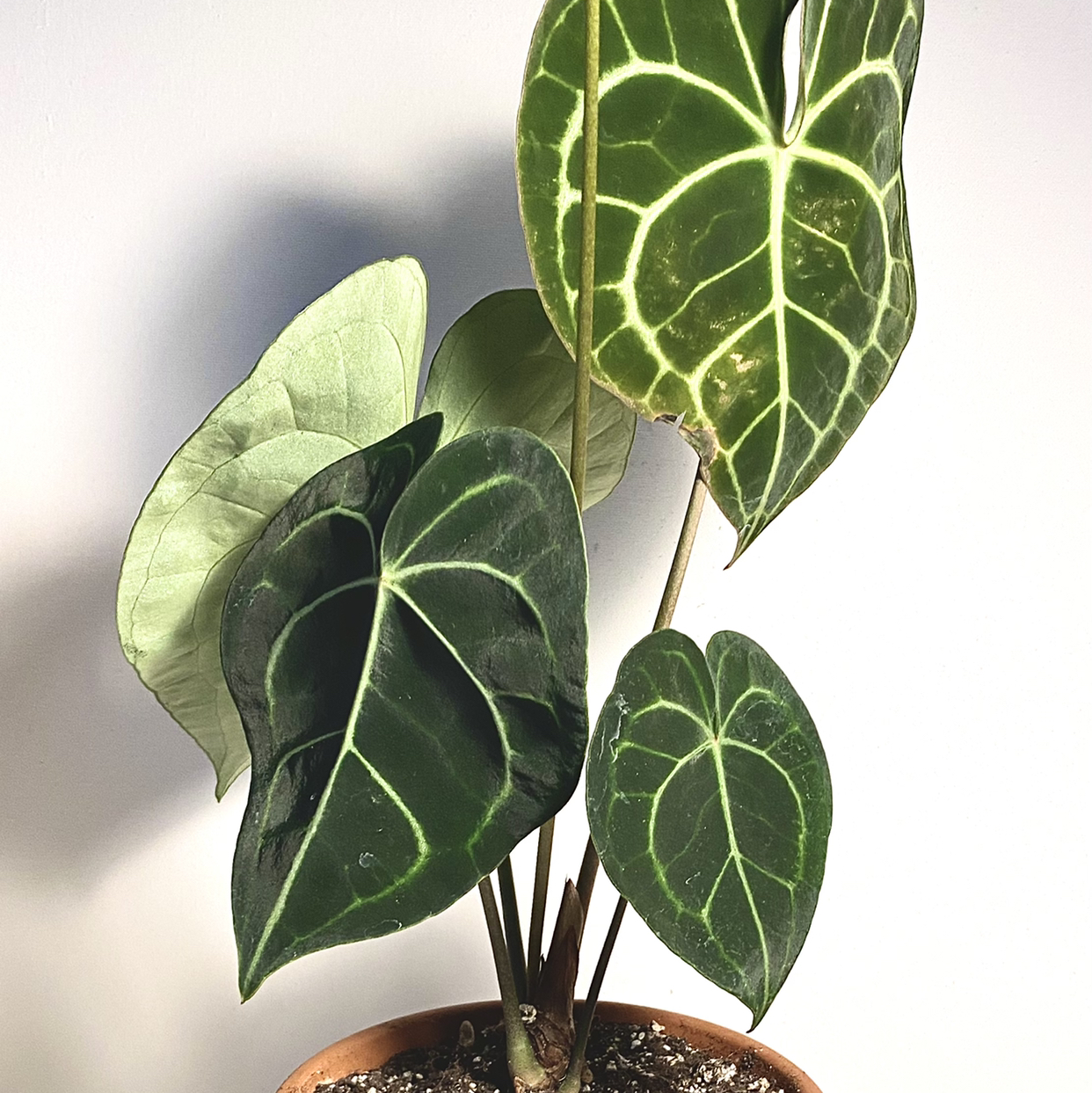 Velvet Cardboard Anthurium plant with dark green leaves and white veins in a pot.