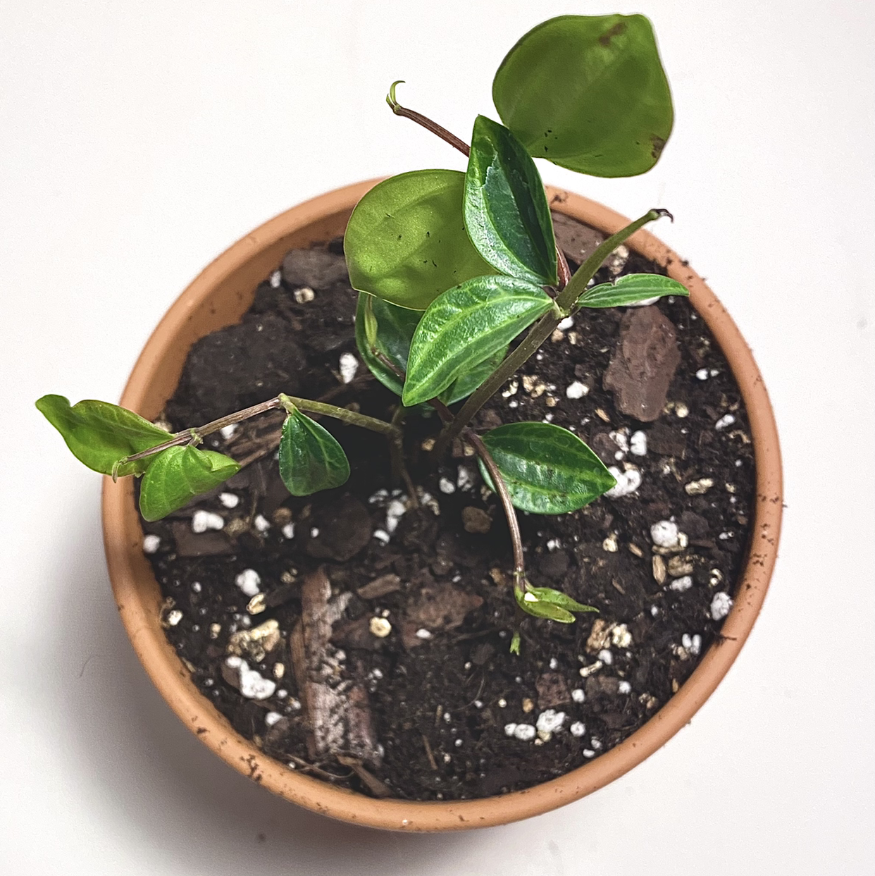 Beetle Peperomia plant in a small pot with visible soil and healthy green leaves.