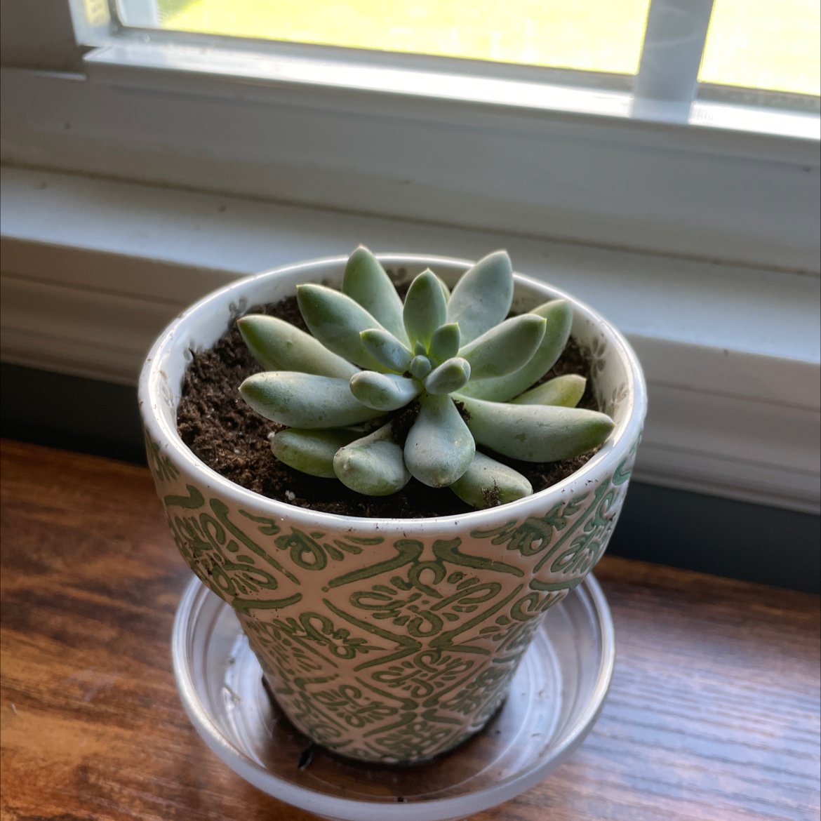 Pachyphytum 'Starburst' succulent in a decorative pot on a windowsill.