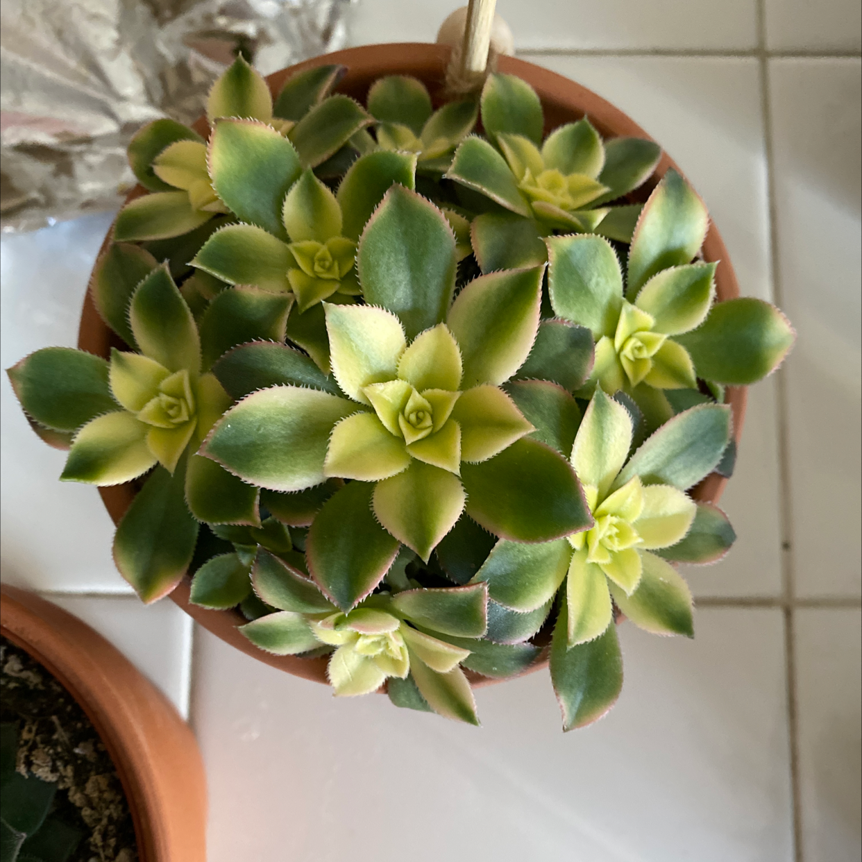 Healthy Haworth's Aeonium plant in a terracotta pot with vibrant green and yellow leaves.