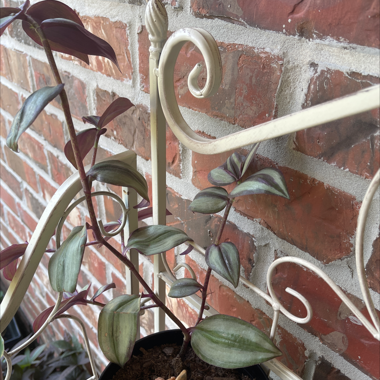 Spiderwort plant photo by Nina named Nithin on Greg, the plant care app.