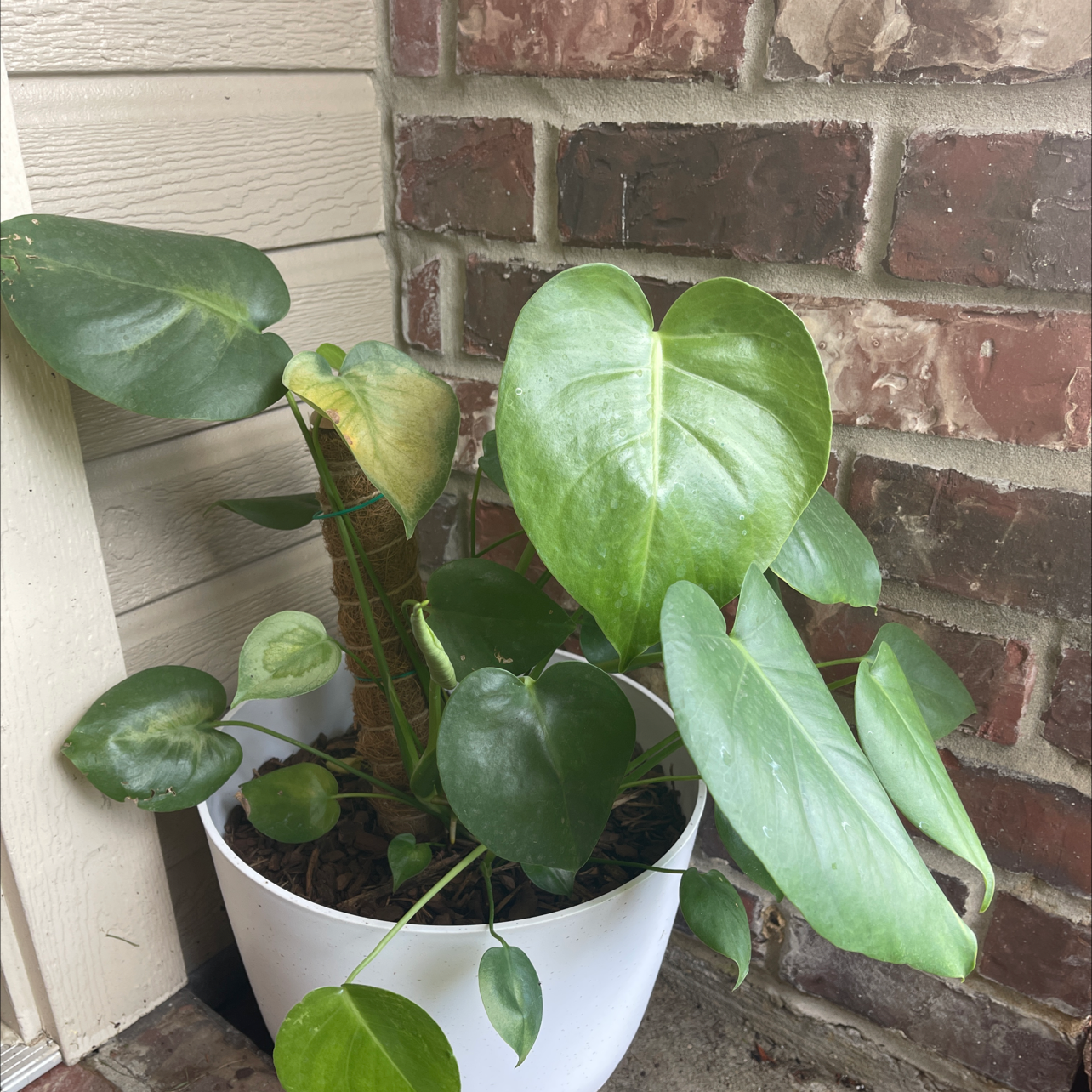 Dwarf Monstera Deliciosa plant photo by Nina named Gobi on Greg, the plant care app.