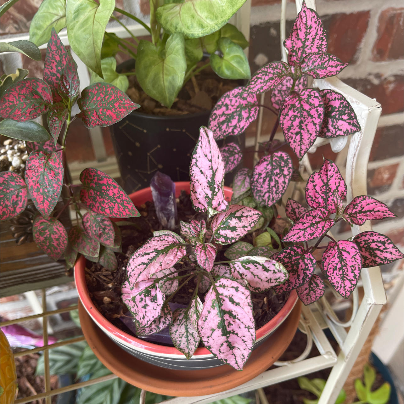 Polka Dot Plant plant photo by Nina named Lola on Greg, the plant care app.
